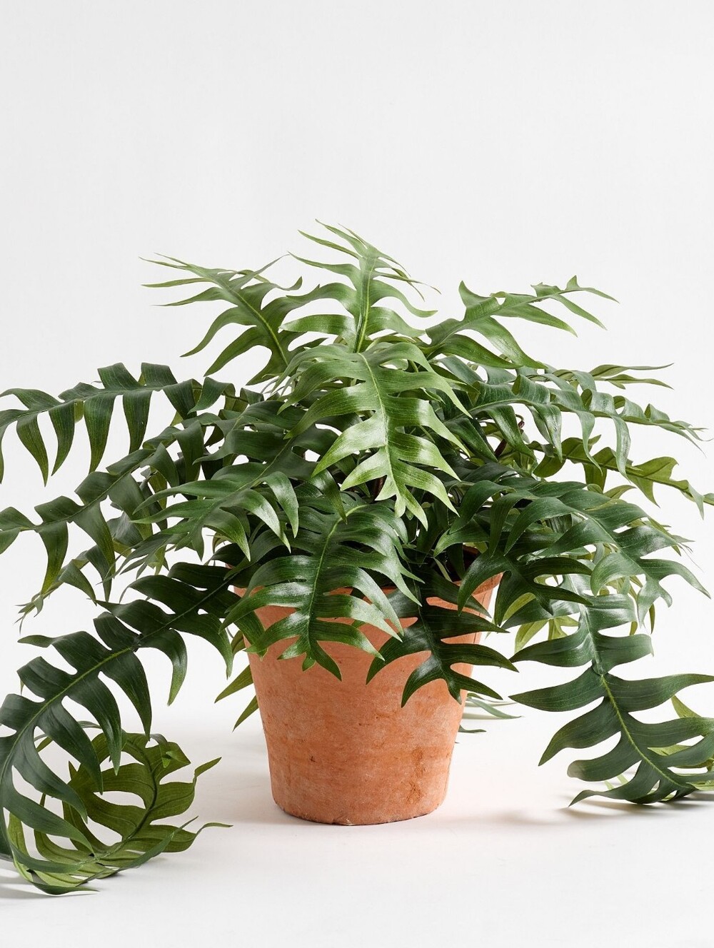Pottery Barn Faux Potted Trailing Sword Fern